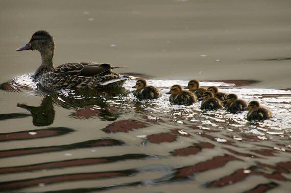 Birds. Non-XY genetic determination. How to recognise the female: she makes large gametes.