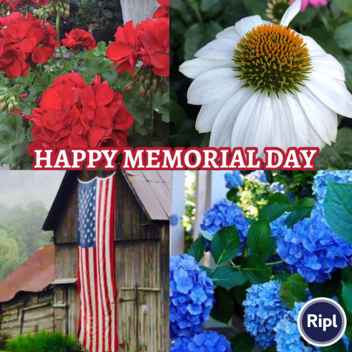 pamhsmith's tweet photo. #happy #memorial via https://t.co/z1b8Nqeq3u https://t.co/4BSNXcgzlZ