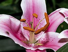 Lily. Hermaphrodites. How to recognise the female part: it makes large gametes.