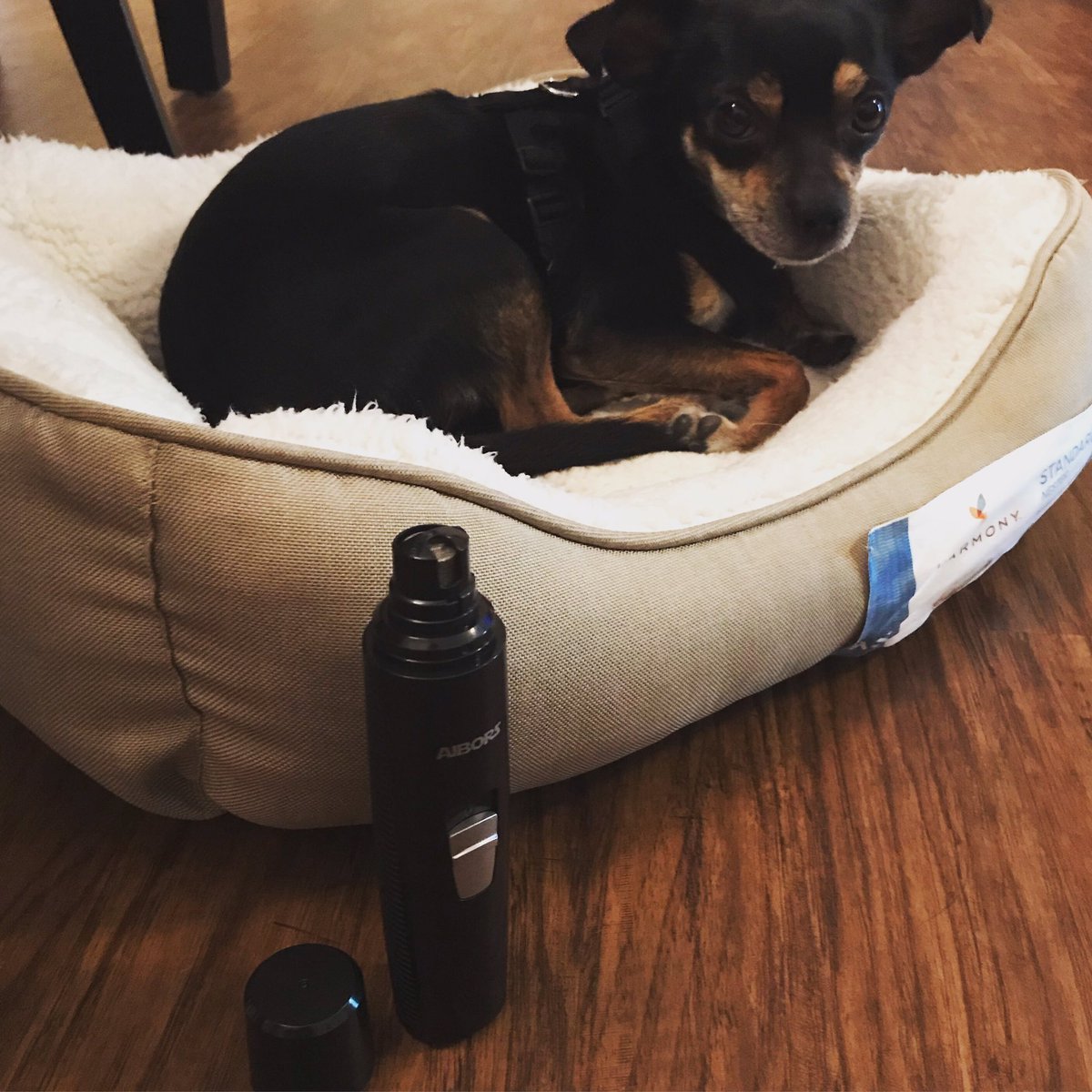 JenK0618's tweet photo. He’s happy we’re testing out the new AIBORS Dog Nail Grinder 🐶 Saves me money on grooming visits and it’s simple to use for any dog owner!! Order your own at https://t.co/4Zm3qXOsam #Ad #Review #Reviewer #Deals #Tomoson #Pets #Chihuahua https://t.co/YC1FS0o7Jd
