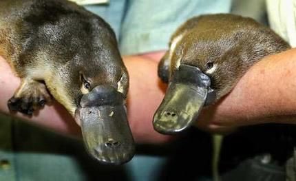 Platypus. Five pairs of sex chromosomes. X1X1X2X2X3X3X4X4X5X5 (female) and X1Y1X2Y2.... (male), where X3 and X5 look more like a bird (non X) than a mammal. How to recognise the female: she makes large gametes.