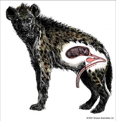 Hyena. Females have pseudo-penis which she internalises during mating. How to recognise the female: she makes large gametes.