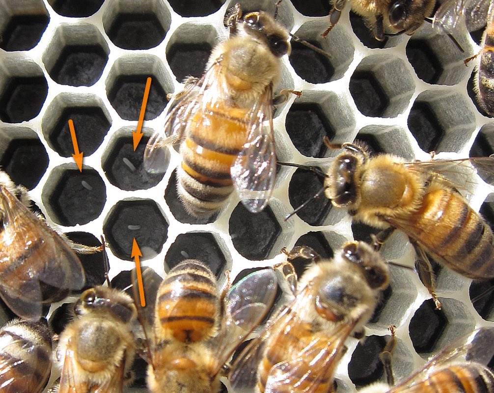 Bees. Males are missing an entire genome copy. How to recognise the female: she makes large gametes.