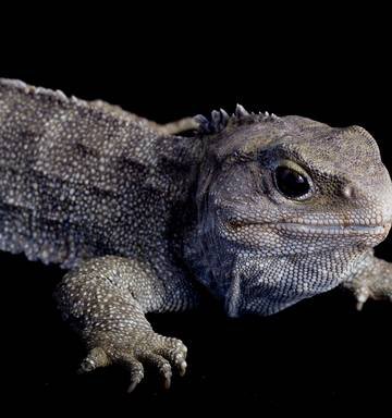 Tuatara. Sex determination so extremely temperature sensitive that climate change is causing them to be all male. How to recognise the male: he makes small gametes. He can also be seen looking annoyed at enforced incel status.