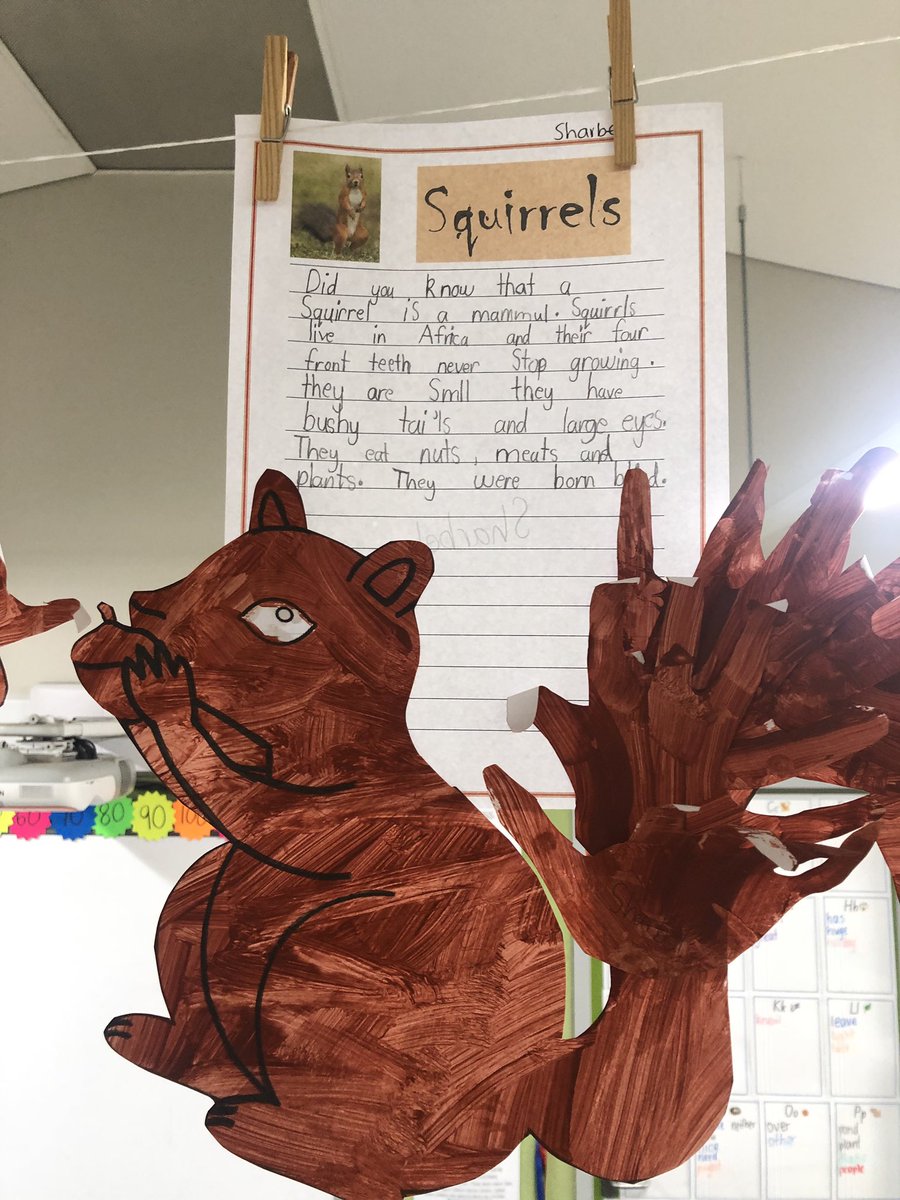 Did you know that squirrels were born blind? 2S were curious about squirrels after reading our story by @_JimField @Rachel_Bright2 so we did some research and wrote these fabulous information reports about squirrels 🐿 @FairWestPS @Genelle029 @e_prasad78 #writing #qualitytexts
