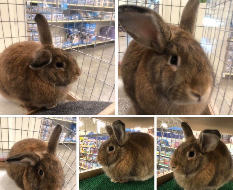 NHCRabbit's tweet photo. #Raspberry says she is #waiting #hopefully for her #forever #home.

You can #see her at #PetSmart #every #day

#New #Center #Drive
#Wilmington, #NC

#Contact nhcrabbitrescue@gmail.com 
for #adoption #information

#AdoptNotShop

#please #like #share #follow #retweet #thank you!!! https://t.co/AgeVser4ZF