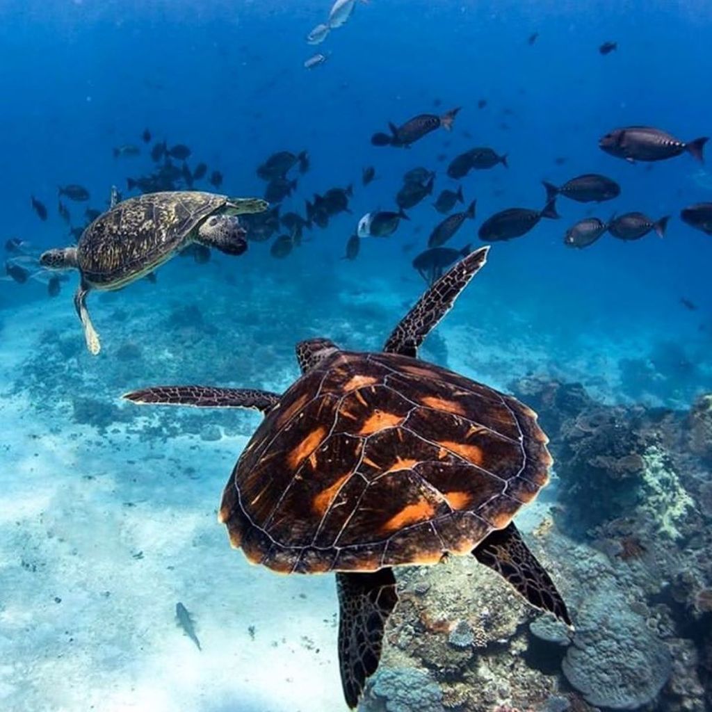 From sea to shining sea! 🐢💙🌊 #HappyMemorialDay #SeaTurtleCamp
PC: <a href="/jordan_robins/">Jordan Robins</a>
•
•
•
•
#memorialdayweekend #memorialday #seaturtle #seaturtles #turtle #turtles #sealife #saveourseas #northcarolina #summercamp #wrightsvillebeach #wilmingtonnc