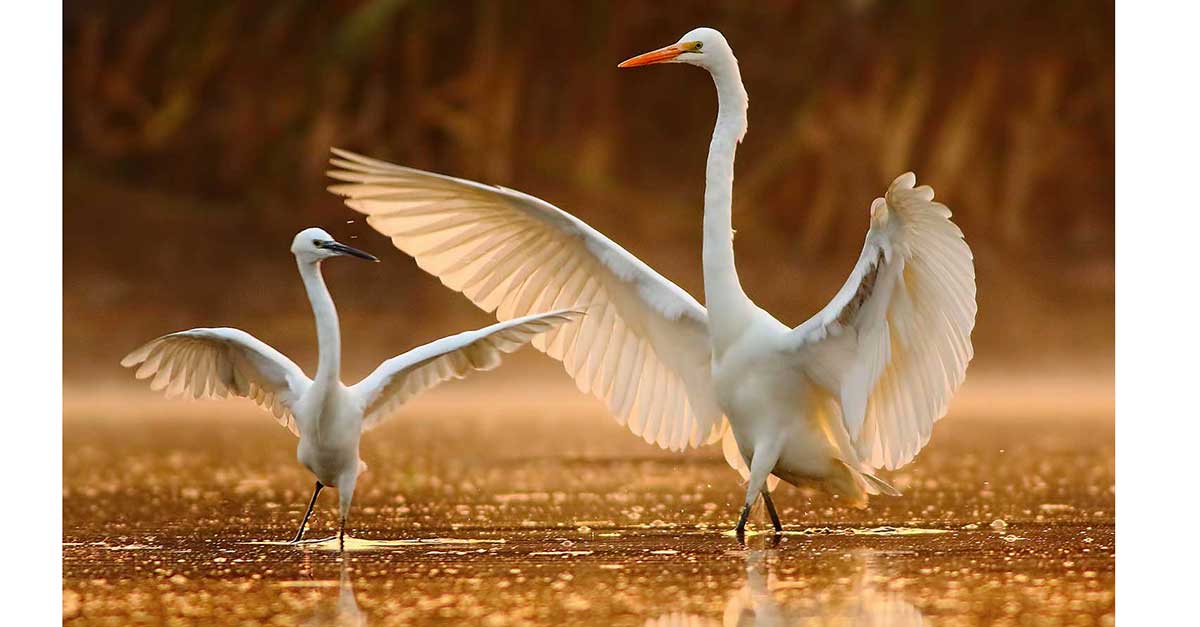 ns_dancing's tweet image. Did you know that wild animals and pets are the same as people can dance? Now you will be surprised how many interesting facts about animals and dancing are still unknown to you. nsdancing.com/amazing-dances/