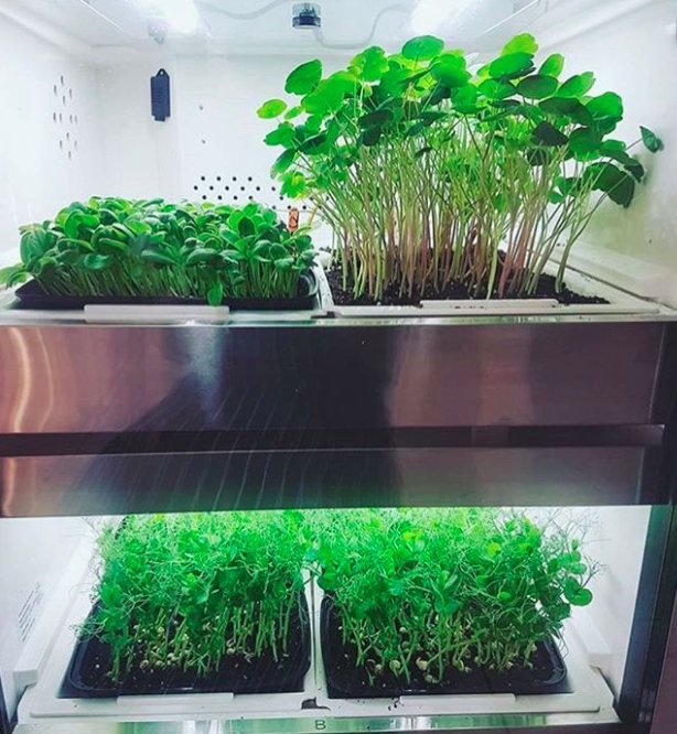 Growing microgreens, growing them big 😍 #urbancultivator #freshnewworld