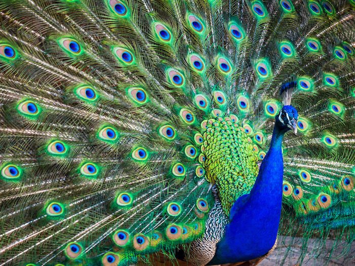 Peafowl. Sexual selection gone mental. How to recognise the female: she makes large gametes. And she’s not a massive freaking showoff, like this fella...