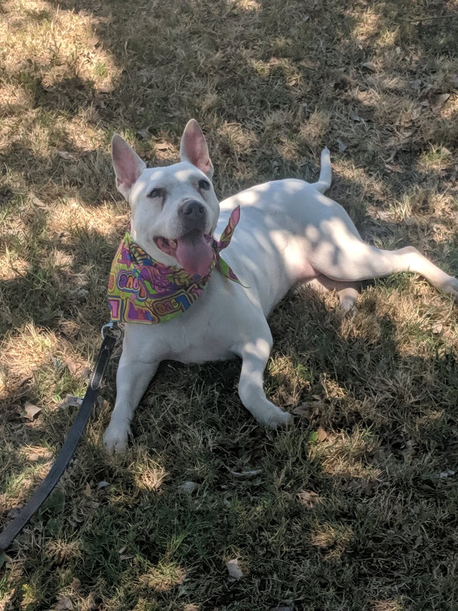 Topaz enjoying her day out and about! She is out searching for her forever home! #AdoptDontShop #pittypaws #Pitbulls #availablenow #DogsofTwitter #DogsMostWanted #LoveStory pittypaws.org
