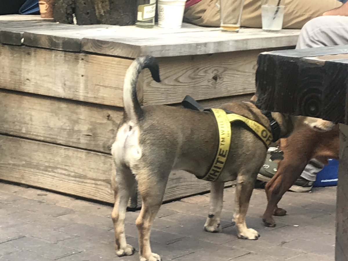 off white dog harness