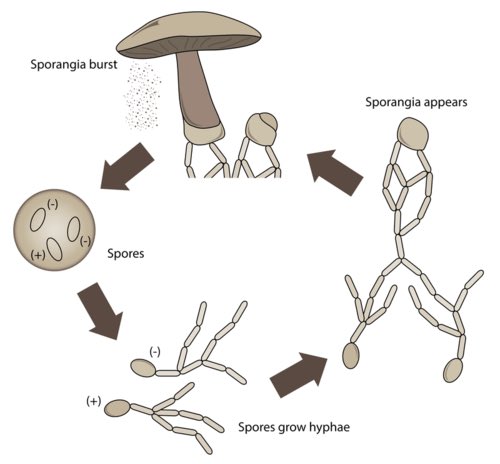 Mushrooms. Delicious. How to recognise the female: there are no females (‘there is only Zuul’). ‘Female’ and ‘male’ are predicated on two and only two differential gametes, and fungi don’t have them thingies, settling instead for equivalent gametes labelled +/-, or A/B, or yawn.