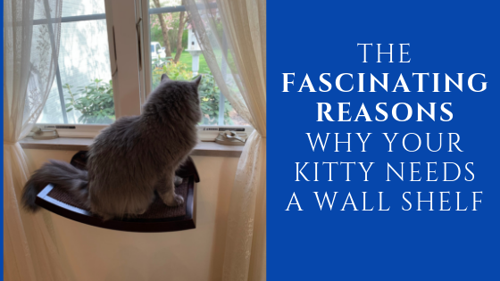 HumaneGoods's tweet image. New Article: "The Fascinating Reasons Why Your Kitty Needs a Cat Wall Shelf" Let’s look at some of the top reasons why kitties are climbers and why a cat wall shelf is a perfect gift to your feline friend. buff.ly/2Vzito0 #cats #animals #cat #catsoftwitter
