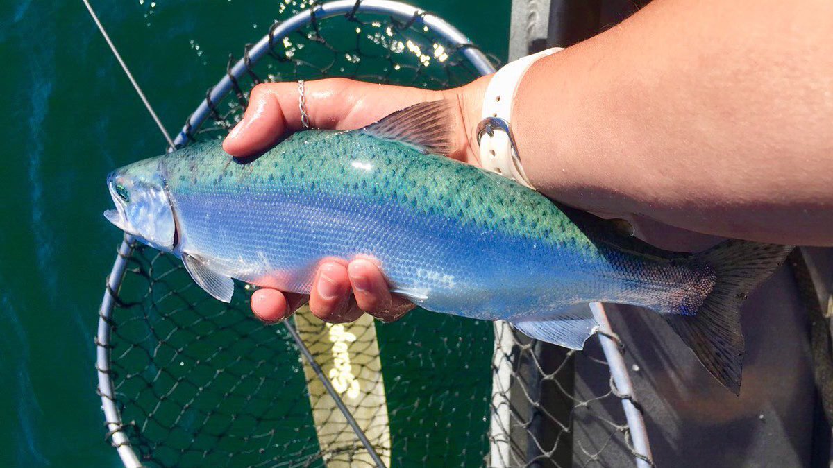 bailey_onthefly's tweet photo. summer is coming ><> https://t.co/N9y08v7leF