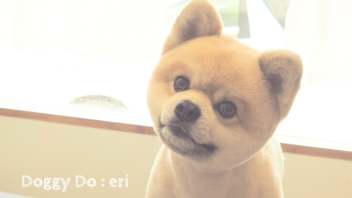 Doggy Do Eri フウガ君 可愛い ペットサロン Doggy Do ご新規様受付中 ご予約はメッセージからでも可能です お気軽にご相談ください Doggydo ペットサロン ポメ ひとりまー 鹿沼 ポメラニアン トリミング ドッグトレーナー テディベア