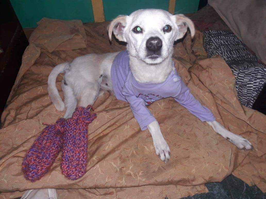 DiscasCba's tweet photo. Llegó la hora de dormir y #Popys lo sabe, esta abrigadita y lista. Les desea buenas noches!
Si no podes albergar en tu hogar con estas heladas, abriguen al callejerito de su barrio, hagan una cuchita con cajas para aislarlo del frío. Se vienen días/noches frías y ellos lo sufren. https://t.co/Nh0Yq0ksOc