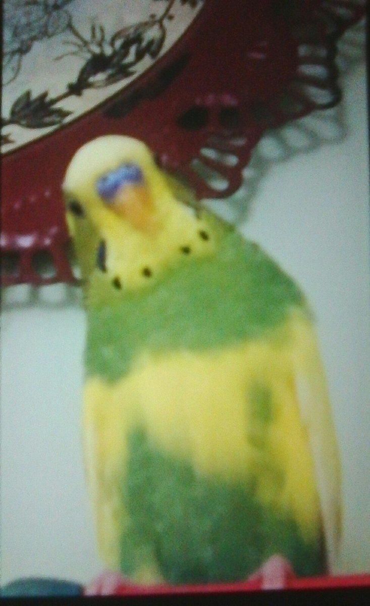 NatureofDinah's tweet photo. @MiliziaCristina Hi Cristina, I hope ur having an awesome day. Kiwi is! 😂😂💚💛 he looks a bit confused, but I promise, he's fine! https://t.co/PSpCgLLJb6