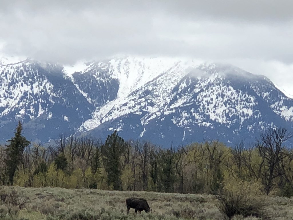 shaunsmith3rd's tweet image. Moose! Awesome day researching in the Tetons. Plus we saw a moose! (Two years in a row for me) #TetonsCPS @Szydlowskim