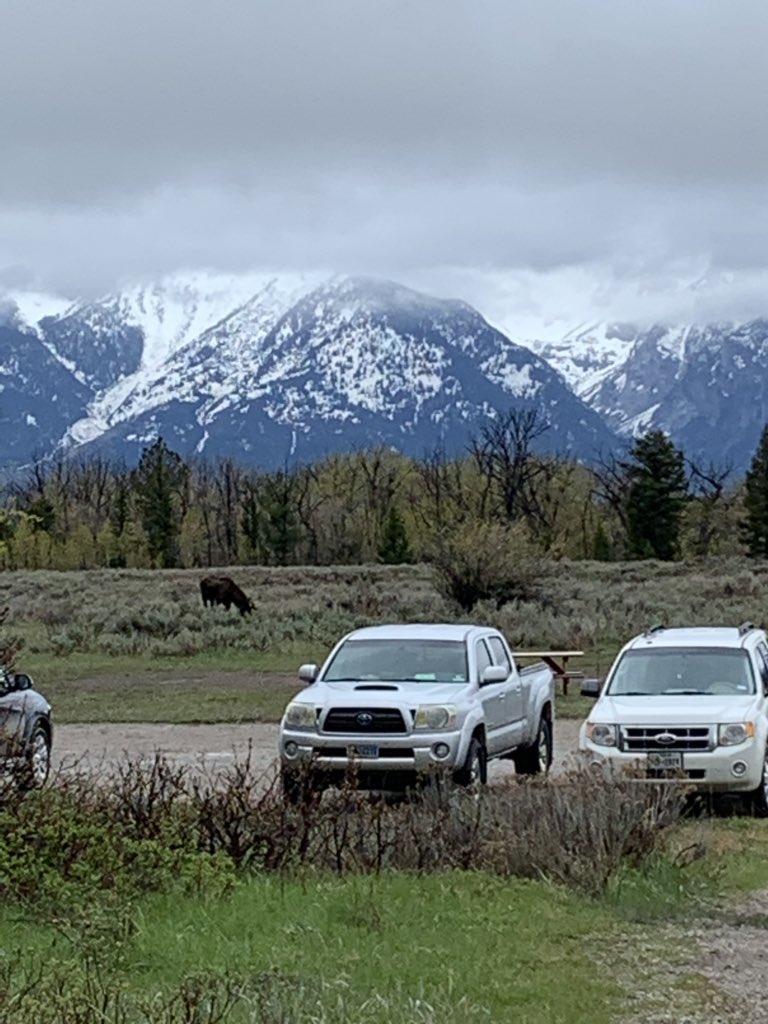 shaunsmith3rd's tweet image. Moose! Awesome day researching in the Tetons. Plus we saw a moose! (Two years in a row for me) #TetonsCPS @Szydlowskim