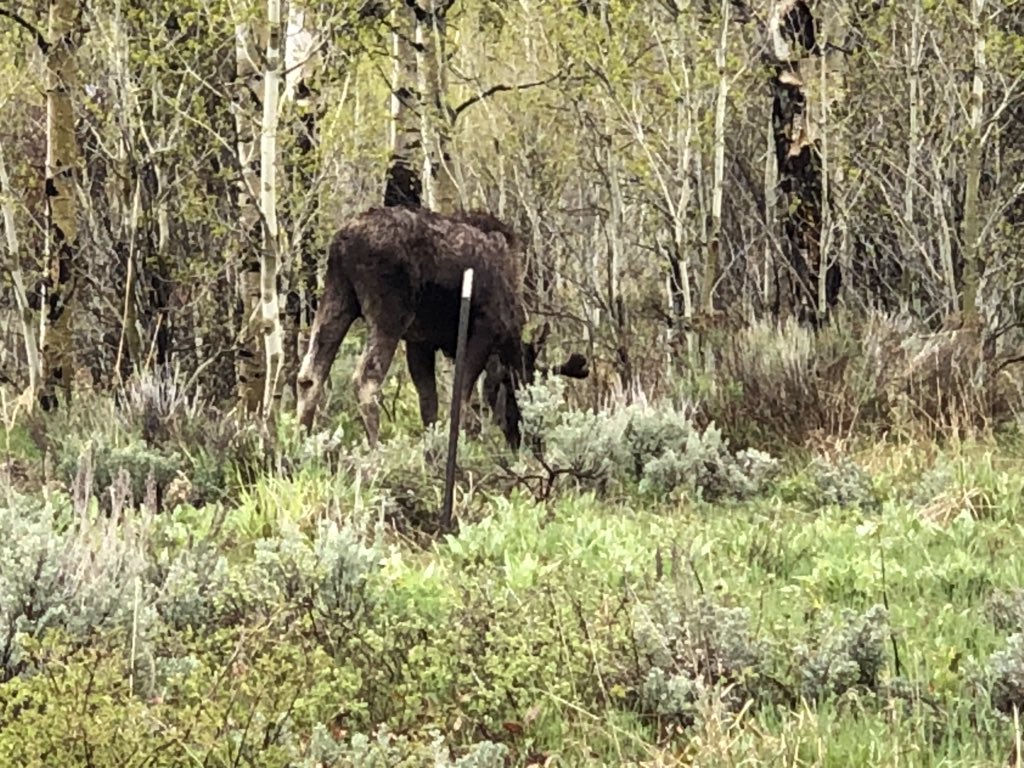 shaunsmith3rd's tweet image. Moose! Awesome day researching in the Tetons. Plus we saw a moose! (Two years in a row for me) #TetonsCPS @Szydlowskim
