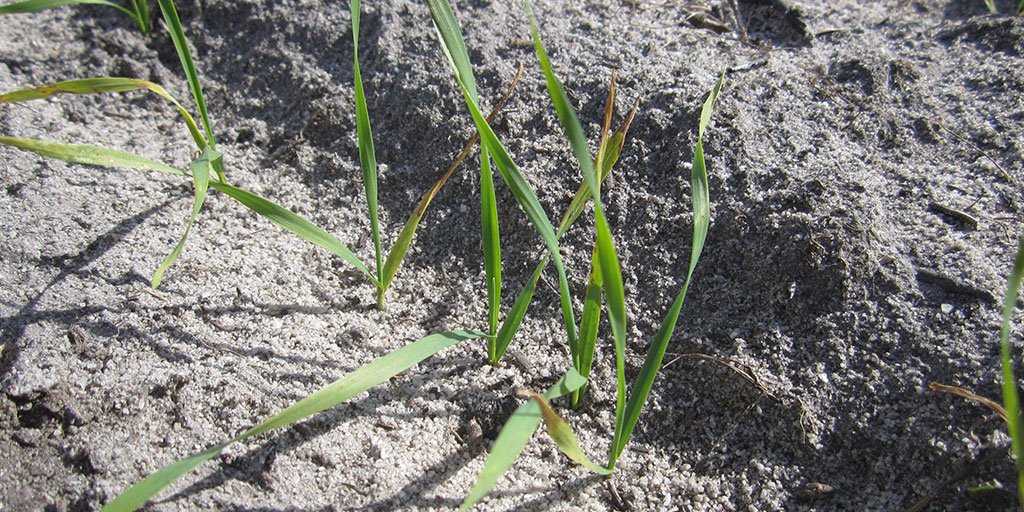 CSBP Fertilisers tweet media