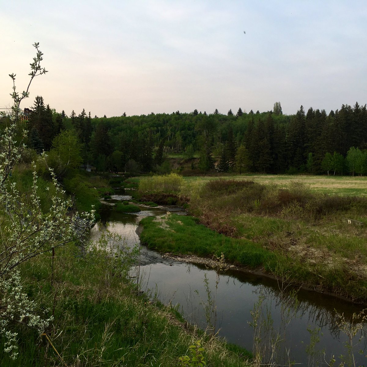 On this beautiful #yeg evening, I’d like to take a moment to acknowledge our place in #Treaty6. May we all benefit from our peace & friendship treaty. #WeAreAllTreatyPeople