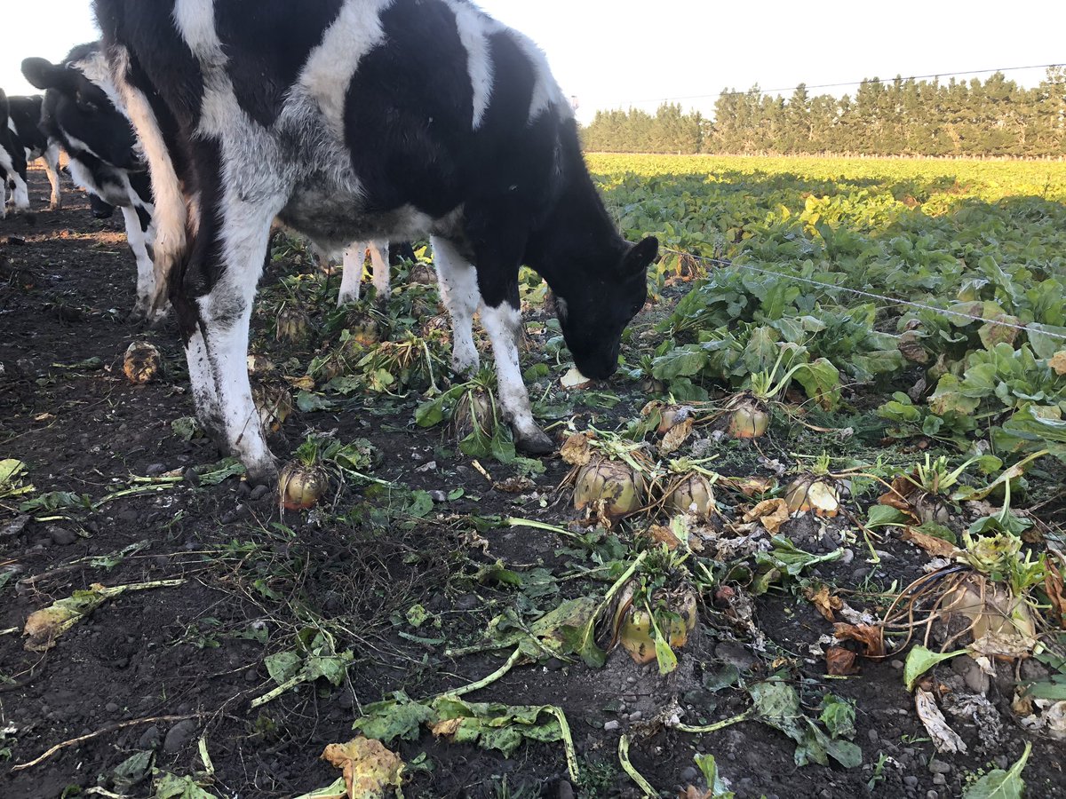 Through transition and underway on this years Fodder Beet experiment at Marshdale evaluating the effect of bulb DM% on production