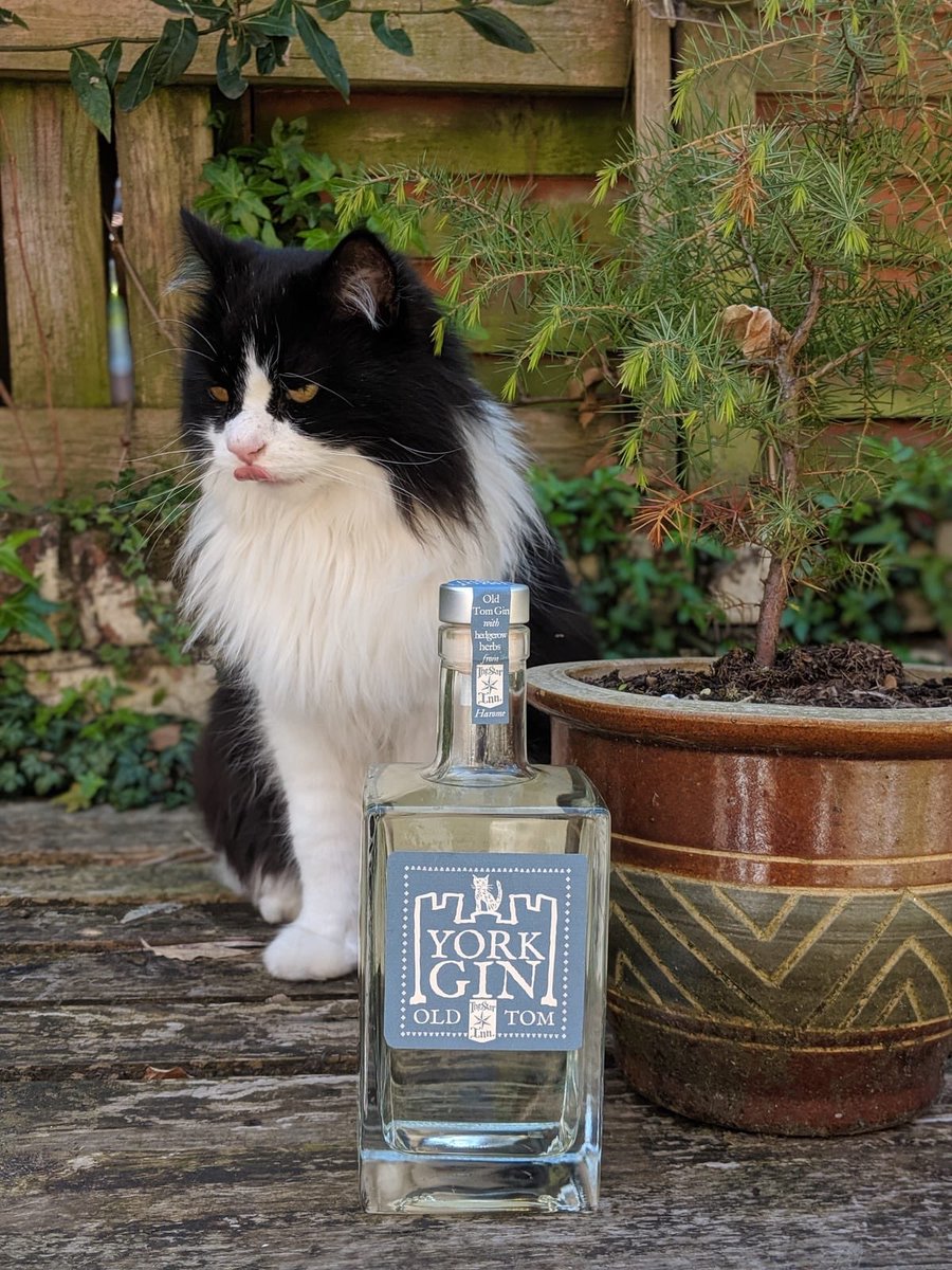 York Gin tweet media