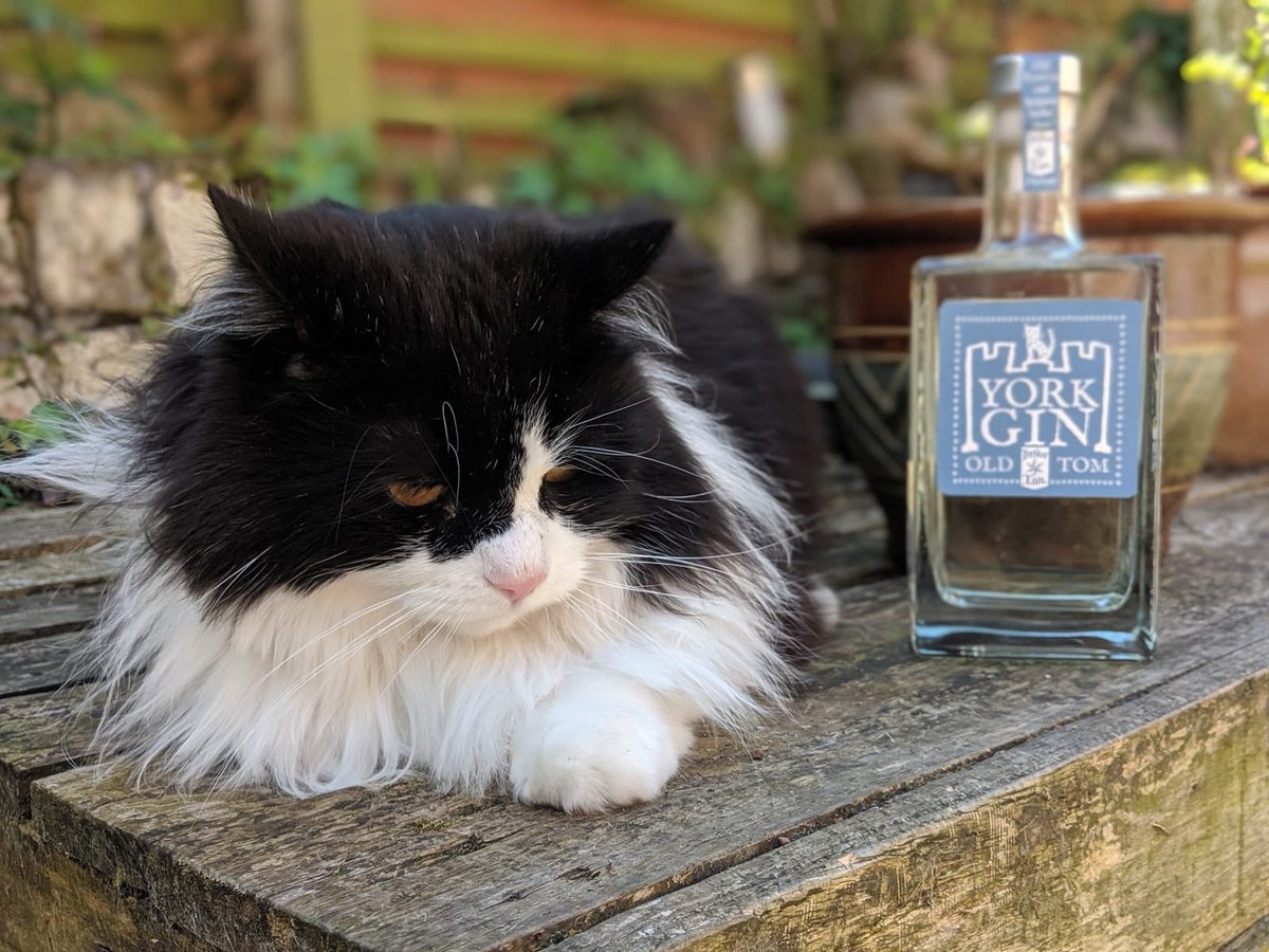 York Gin tweet media