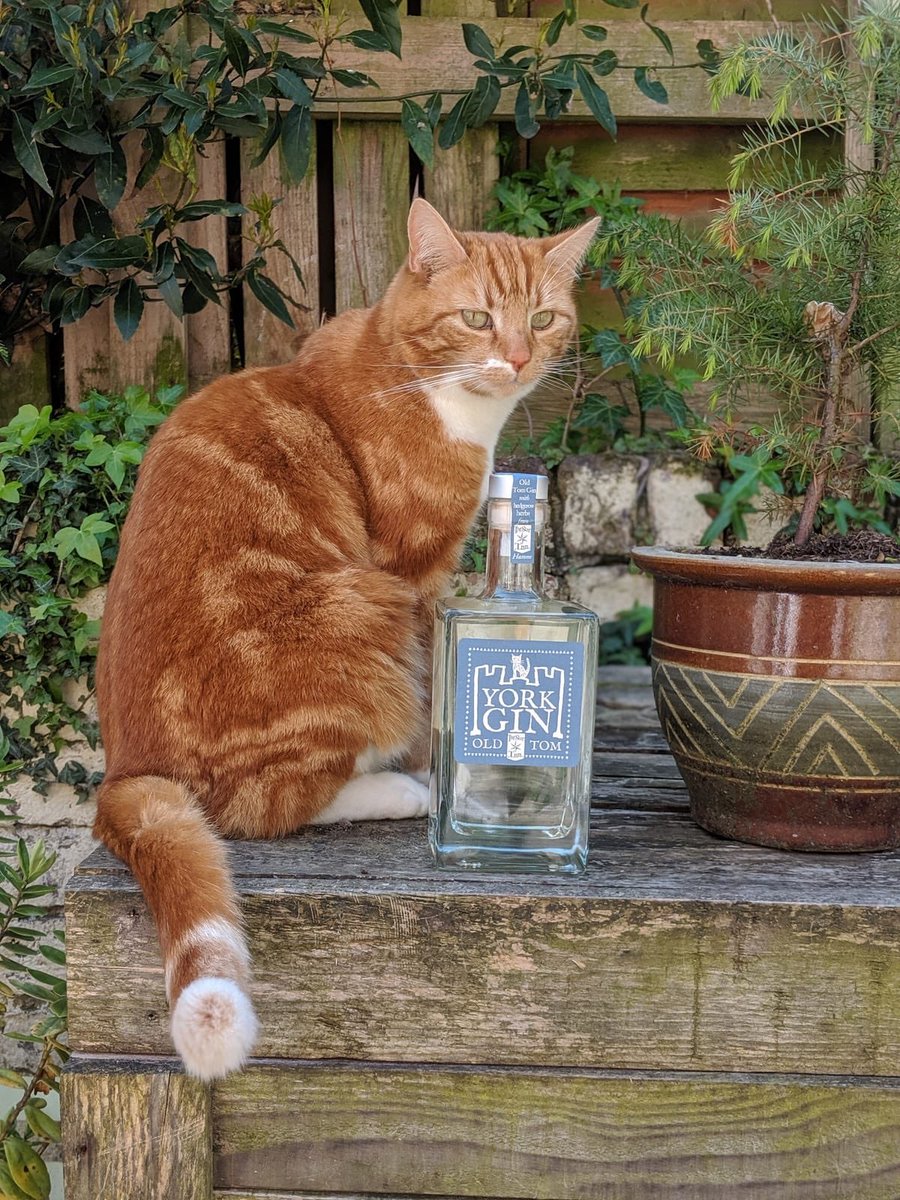 York Gin tweet media