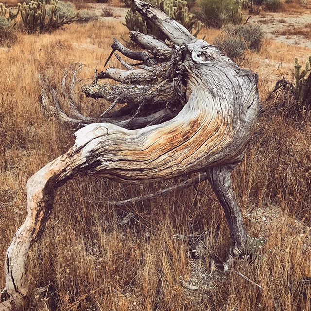 andrewmunsey's tweet photo. Anza Borrego https://t.co/uBACcNM6Pu https://t.co/PgkKqDY3RA