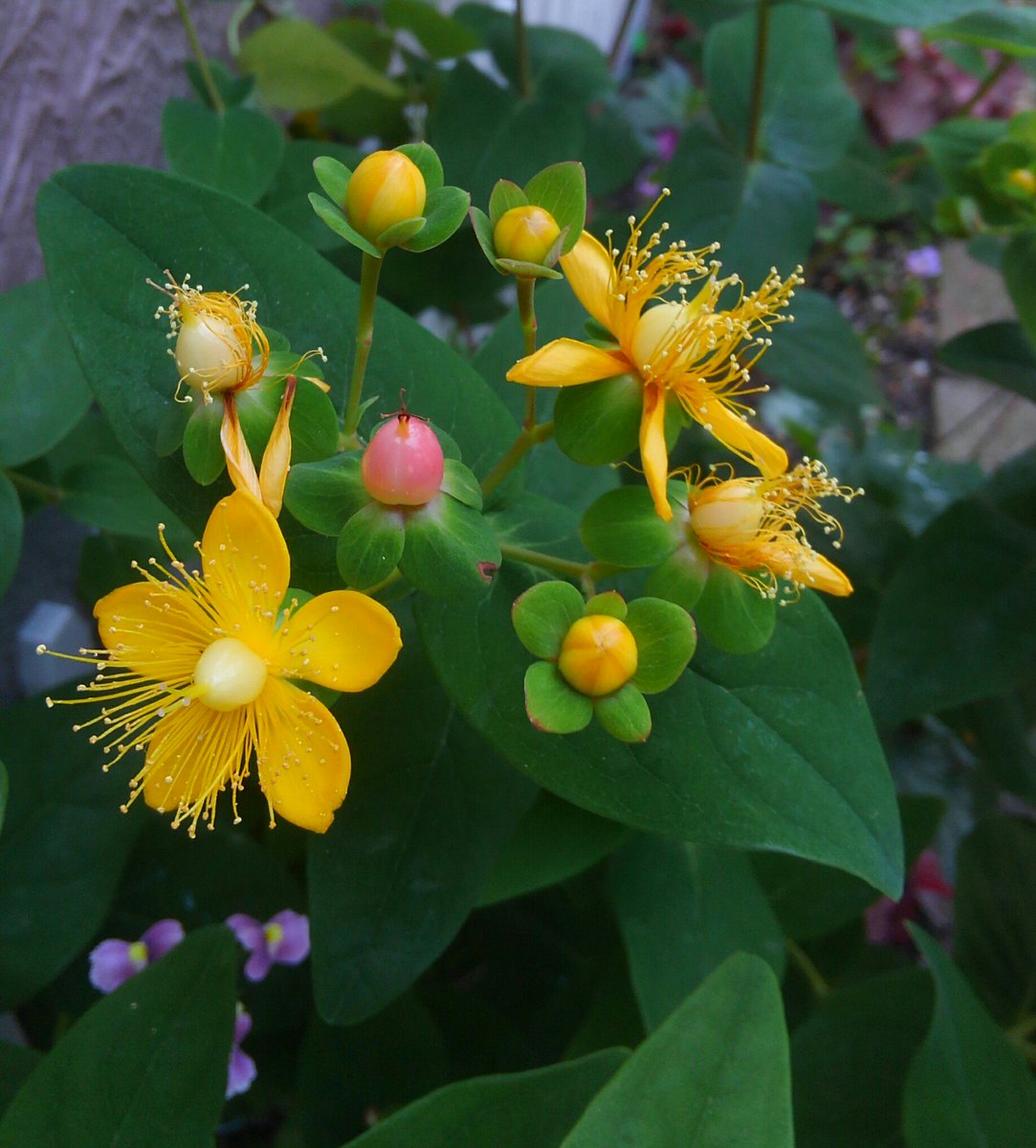 ミント 庭の花 ヒペリカム コボウズオトギリ 黄色い玉のようなつぼみから花が咲いて赤い実になる 色の変化が楽しい花 ヒペリカム コボウズオトギリ ガーデニング