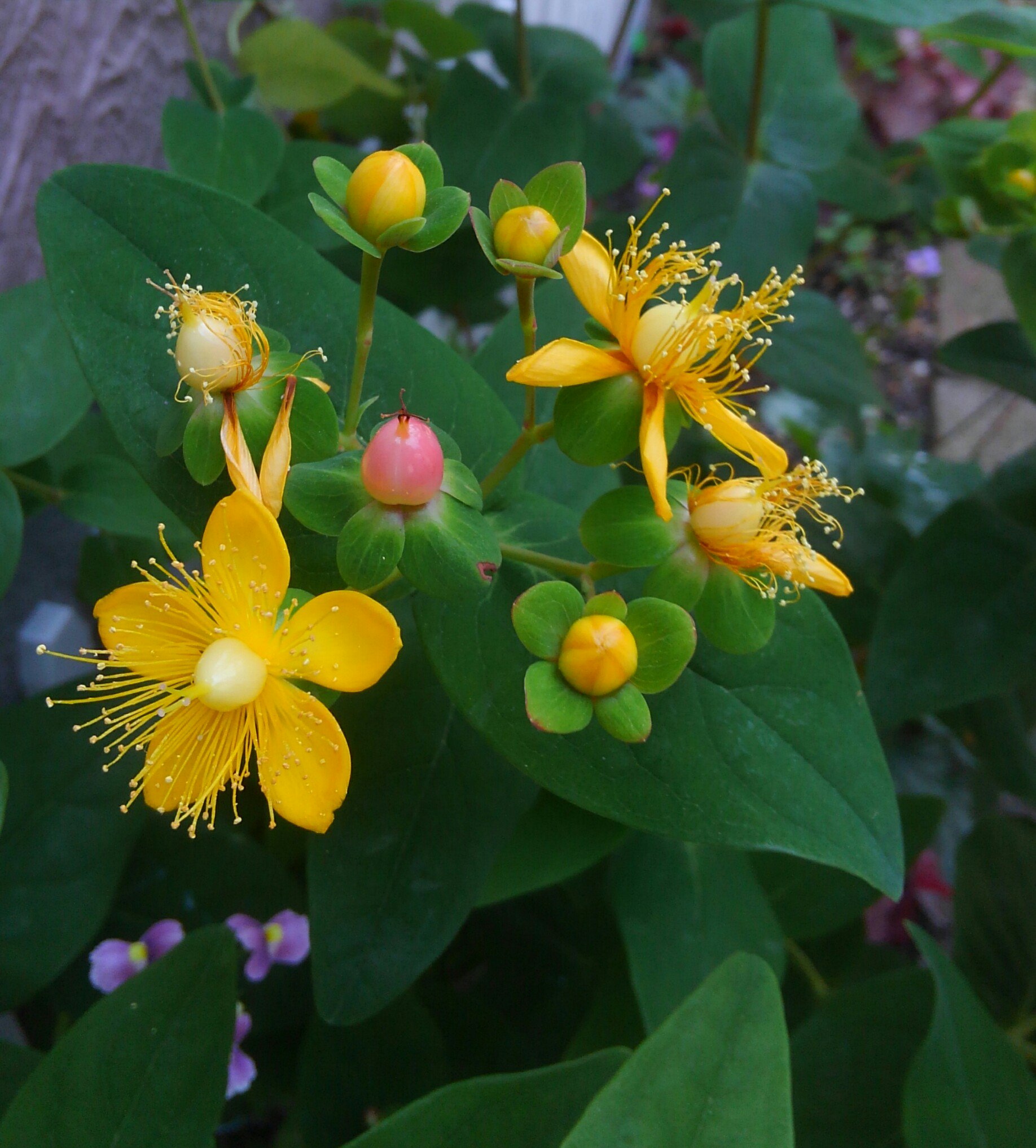 ミント 庭の花 ヒペリカム コボウズオトギリ 黄色い玉のようなつぼみから花が咲いて赤い実になる 色の変化が楽しい花 ヒペリカム コボウズオトギリ ガーデニング ミント 庭の花 ヒペリカム コボウズオトギリ 黄色い玉のようなつぼみから花が咲いて赤い実になる 色の変化が楽しい花 ヒペリカム コボウズオトギリ ガーデニング