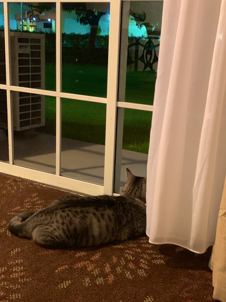 SkyBass47's tweet photo. Missing Mi Casa... and My Lizards... #PCStime #BKPR #hotellife #militarycat https://t.co/bmRGJZEh5l