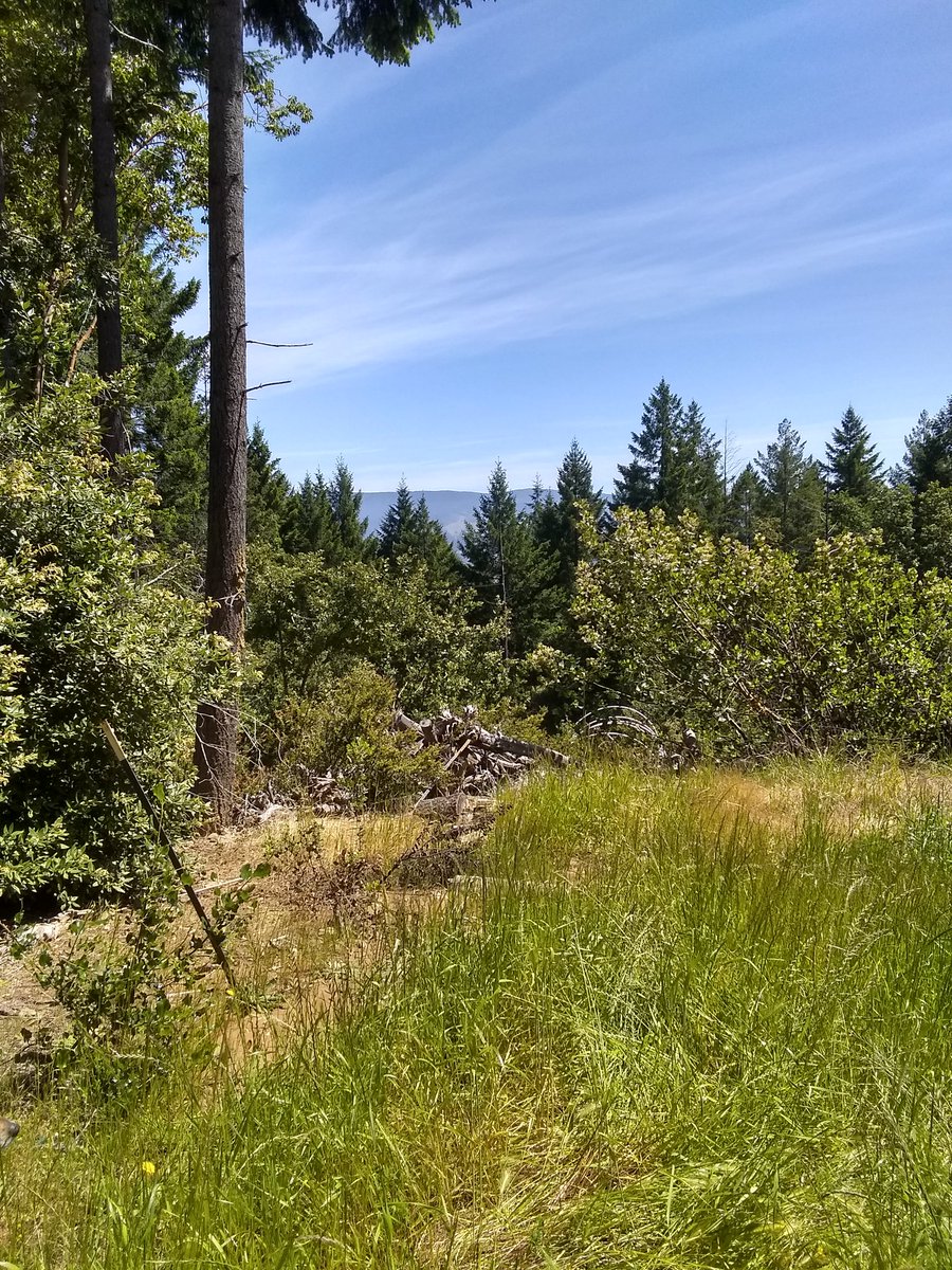 willsherman90's tweet photo. I think I might have got a new dog  #alderpoint #murdermountain https://t.co/d3dZpNMSOf