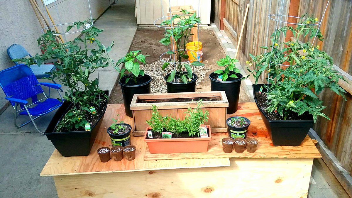 plantsalsobread's tweet image. 2 new peppers and some herbs. stoked af.