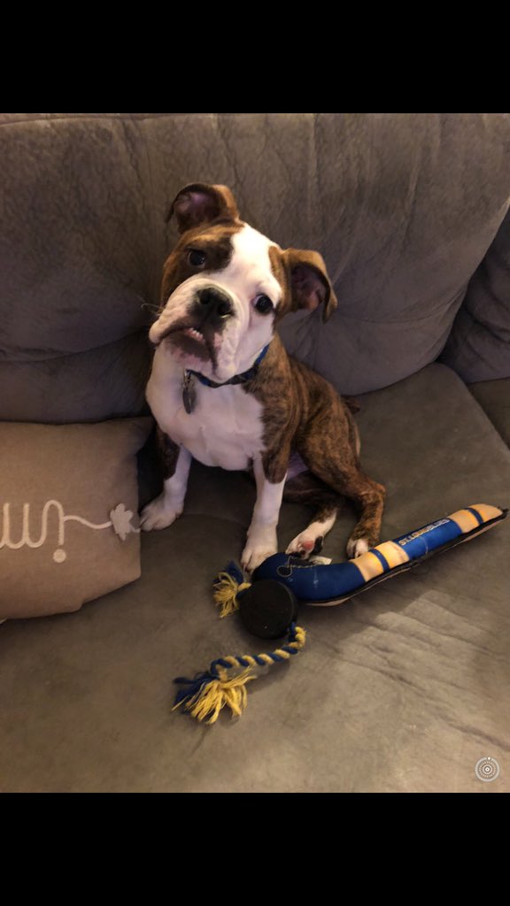 SamHand1's tweet photo. @StLouisBlues Our own Louie  is ready for the cup! He has his #blues stick and puck! #stanleycup #hesready #gloria https://t.co/JE7TUyHoLB