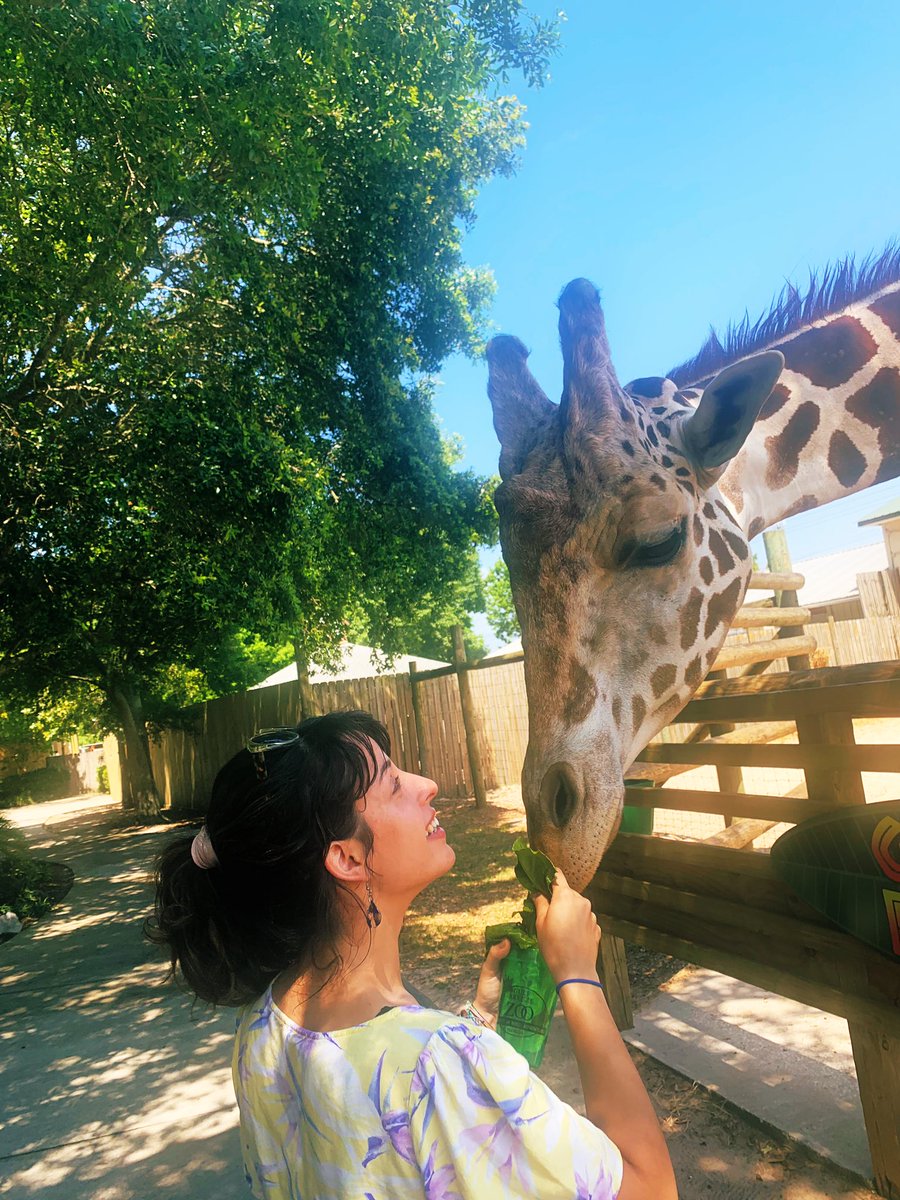 melsnroses's tweet photo. giraffes heavily fw lettuce https://t.co/LODeLeJtBE