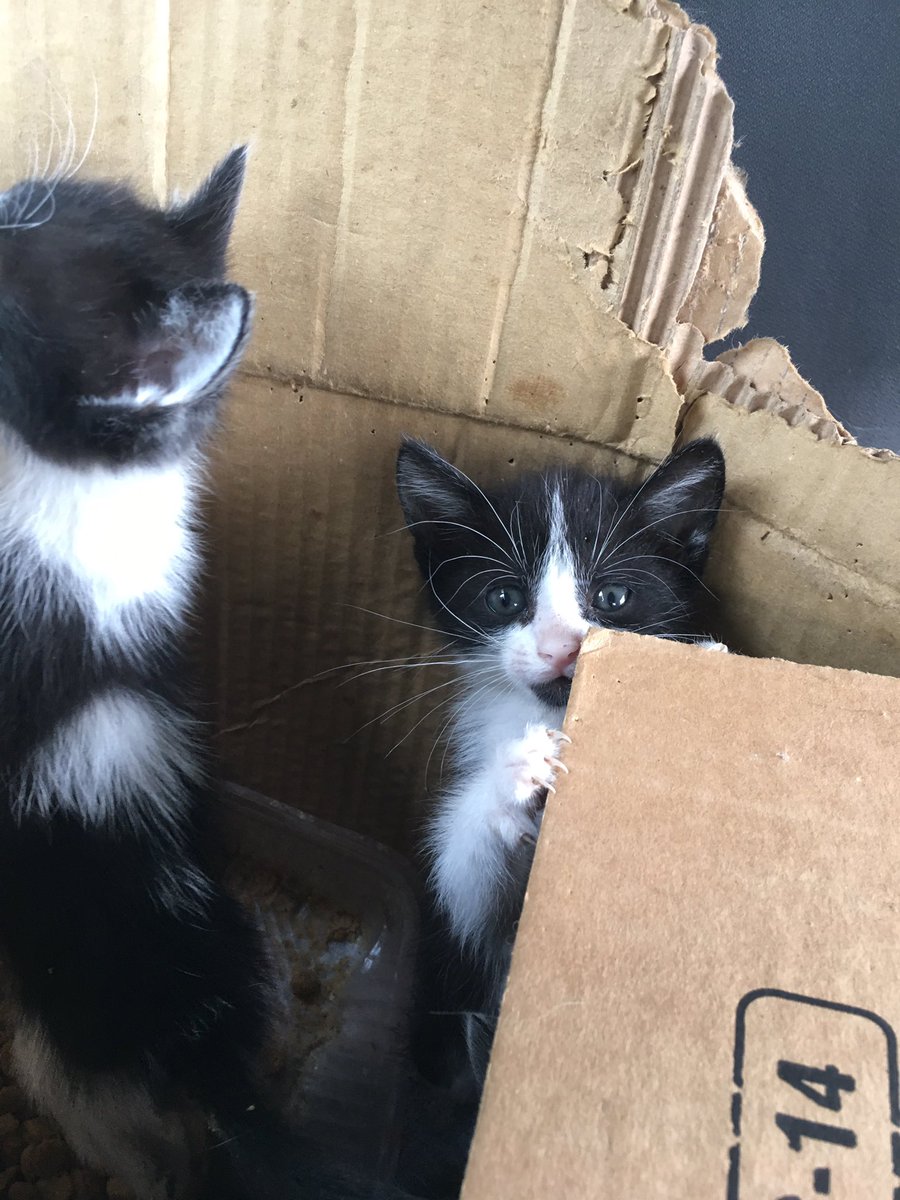 trinimilani's tweet photo. nunca m dan bola cuando pido difusión pero estos gatitos necesitan URGENTE casita xq sino literal los dejan en un tacho d basura. lo unico q pido es un rt🥺💛🤞🏻 https://t.co/bNiPx4Rqhr