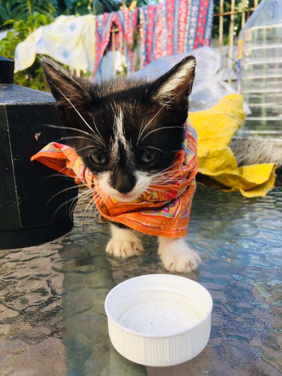 trinimilani's tweet photo. nunca m dan bola cuando pido difusión pero estos gatitos necesitan URGENTE casita xq sino literal los dejan en un tacho d basura. lo unico q pido es un rt🥺💛🤞🏻 https://t.co/bNiPx4Rqhr