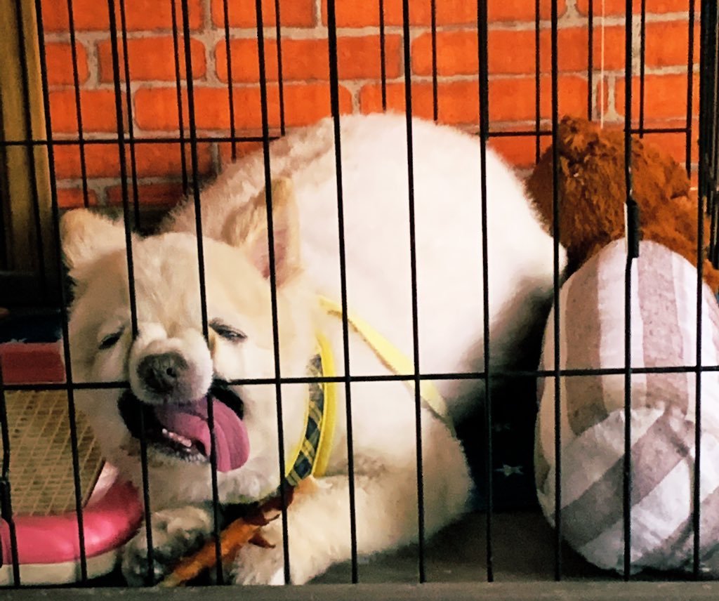 顔がぶさいくすぎる犬がかわいい 口だら んってしてて最高 話題の画像プラス 顔がぶさいくすぎる犬がかわいい 口だら んってしてて最高 話題の画像プラス