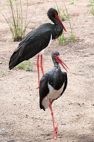 MarkPat46117615's tweet photo. Wikipedia article of the day is Black stork. Check it out: https://t.co/5ZY5NKo0w4 https://t.co/AUoOj0rYtU