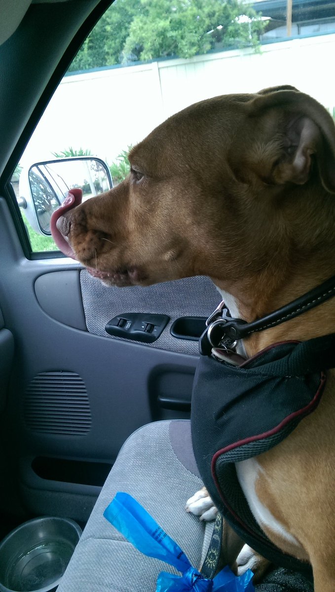 Not That Steve-O tweet media