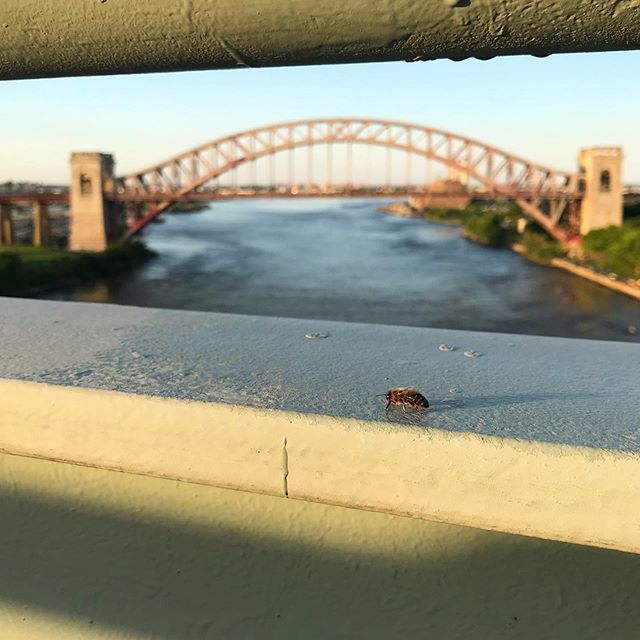 astorapiaries's tweet photo. Even the bees like to take a break and watch one of our bee-utiful Astoria sunsets.
ββ
#astorapiaries #urbanbeekeeping #nycbeekeeper #citybees #urbanbees #hellgatebridge #eastriver #astoria #triborobridge #astoriasunsets #workerbee #honeybee #astoriabees #queensbees #nycbees⦠https://t.co/bN9W972BSW