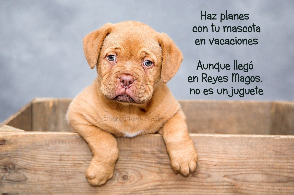 Aunque tu mascota llegó en Reyes Magos... NO ES UN JUGUETE. No le apartes  de tus planes de vacaciones. Cuida a tus animales #FelizMartes Buenos días, image size:1200x799