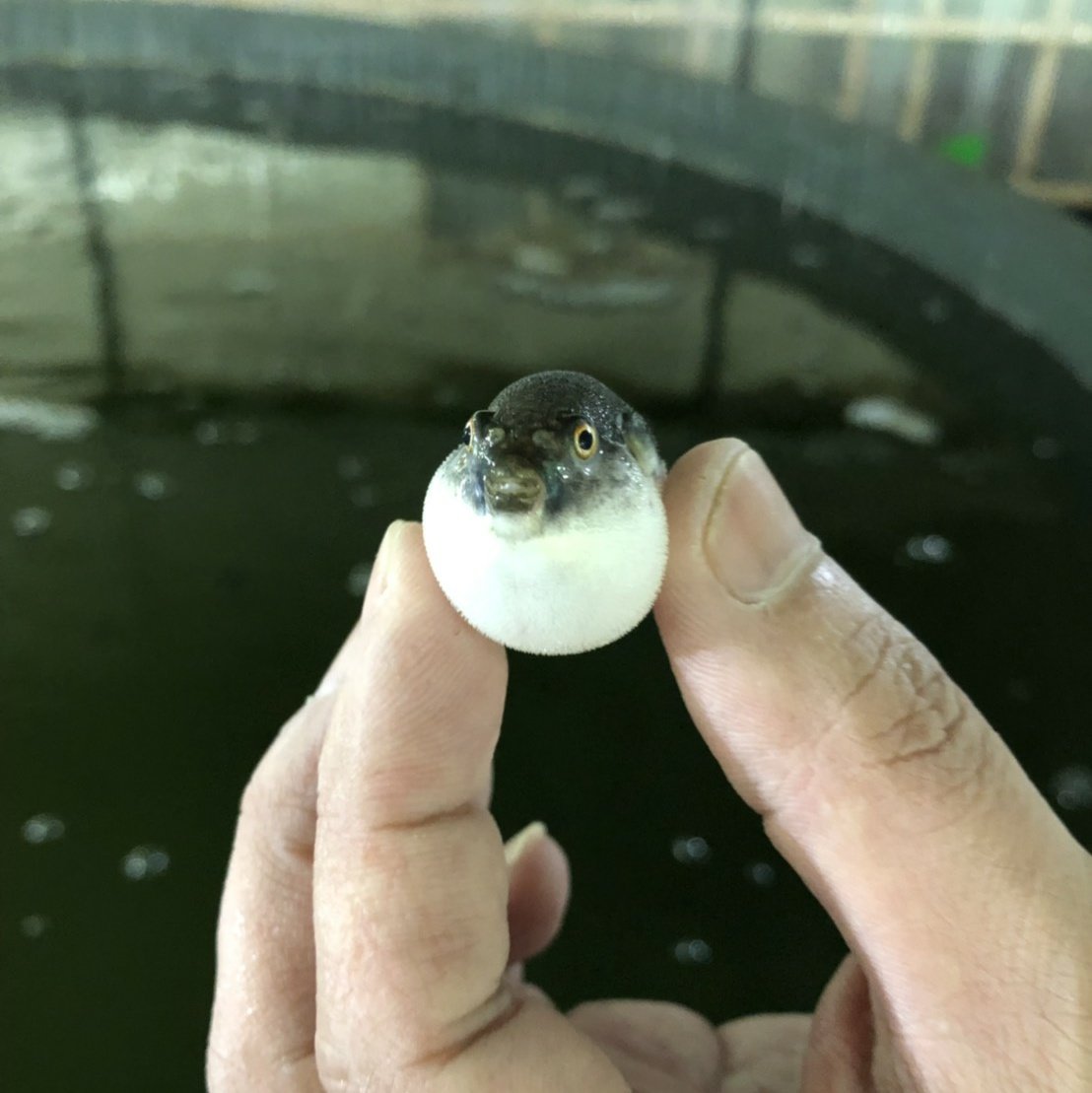 トラフグの稚魚が必死に膨らんでいる様子が激写され癒される人々 かわいい こんなに小さいのに一丁前に膨れるのねｗ Togetter