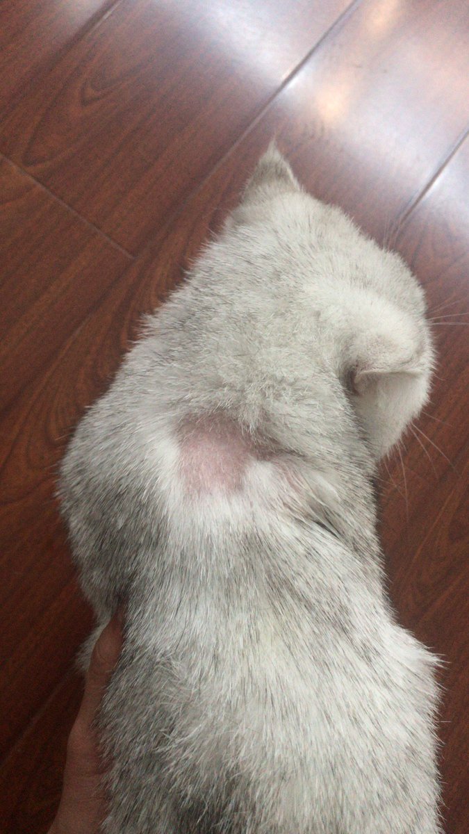 Met_Tmac's tweet image. 可乐最近四肢有点掉毛，去宠物医院打了消炎针，然后打针处出现应激反应一夜之间掉了一大块。但是医生否认是打针引起的。