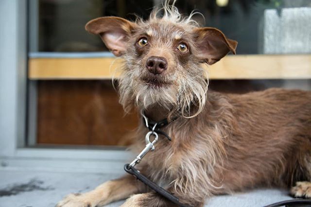 BnCPetGoods's tweet photo. Complete this caption;
"On Mondays, I am always _________"
🤣😂
.
.
.
.
.
#dogs #dogstagram #dogsofinstagram #rawfeddogs #rawfed #rawfeedingcommunity #adventuredog #showdog #bncpet #dogphotography #dogsofinstaworld #ruffpost #topdogphoto #bestwoof #sendadogphoto #hikingwithdogs https://t.co/4XipbX01GM