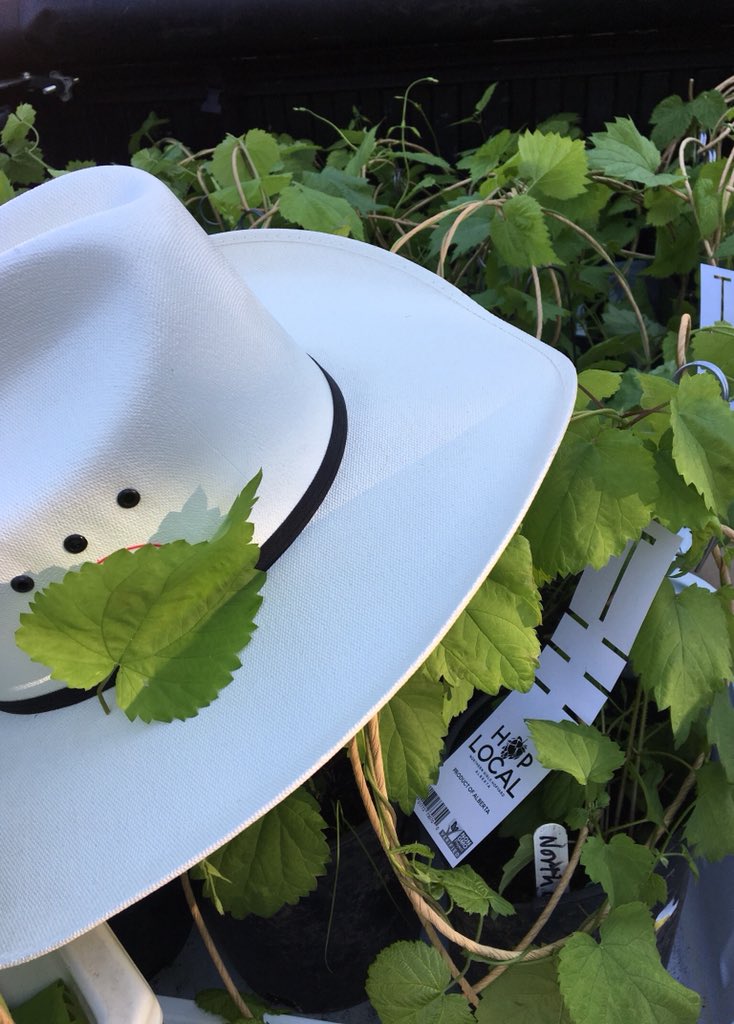 CALGARY! This truck load of HOP PLANTS is coming to you! Hop Plant Sale <a href="/annexales/">Annex Ale Project</a> tomorrow. Tuesday 5 to 7 pm . Shop + Annex Ales. Best combo! Hop plant info session 7- 7:30. instagram.com/p/Bx_MLedBnGp/  #hops #abhops #abcraftbeer